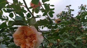 19.10.2024г. Роза 🌹Apricot Sky в октябре. #розы #rose #цветениероз
