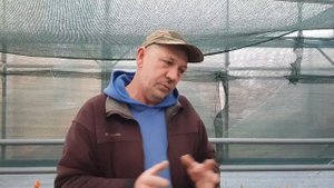 Выгонка тюльпана к 8 марта сорт Сан Луиз