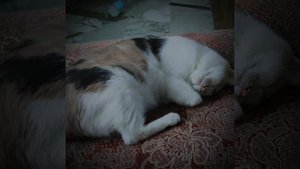 Китца 😺