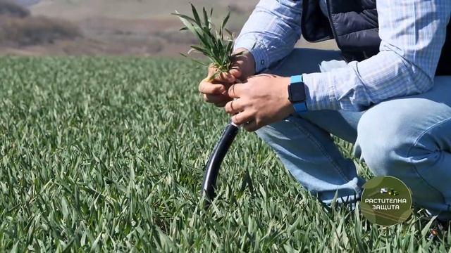 Растителна Защита 31 03 2025 смотреть онлайн