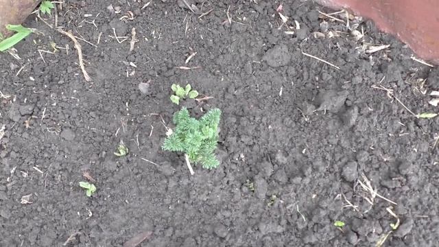 Взошла морковь на семена