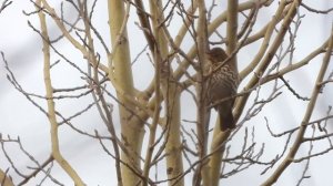 певчий дрозд3