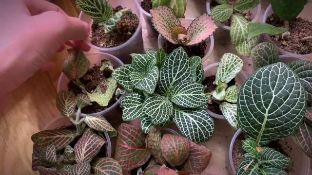 Фиттонии на грани, алоказии радуют, а сингониумы на то? смотреть онлайн