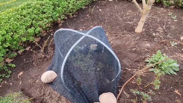 Открыли все розы. Снег, а потом жара +24. Эстония. 20.04.2025