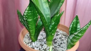 Уитни (Whitney) сансевиерия, однолистные детки 7,5 мес. спус