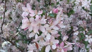 APLE flowers of the Apple's trees 🌺🌺🌺 ЯБЛОКИ яблони,цветы,весна
