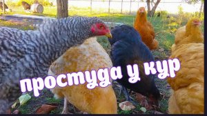 простуда у кур