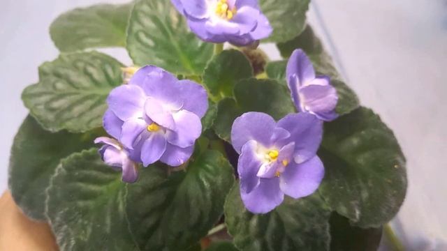 "ФИАЛОЧНЫЙ БАЗАР". Набор за 900₽. Новая услуга. Товары дл смотреть онлайн