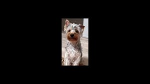 Новогоднее поздравление для курсантов от родителей