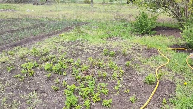 Переехали на Кубань/ Скоро будет урожай/ Как быть не зн