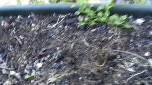 КАК ВЫРАСТИТЬ ОГУРЦЫ НА БАЛКОНЕ