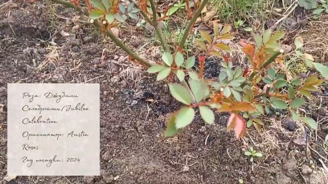 Мои розы после зимы. О том, как же мало садоводу нужно д смотреть онлайн