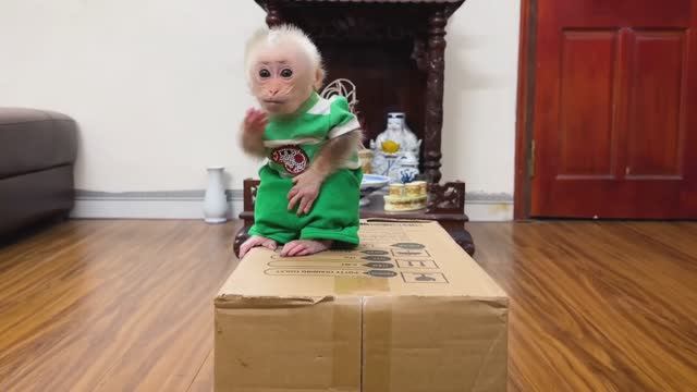 Обезьянка крошка БУКАШКА игрушками играла Коробку нашла Открывает СМЕХОПАНОРАМА