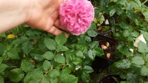 141.#Роза Genevieve Orsi//Прогулка по саду в дождливый вечер//18.0