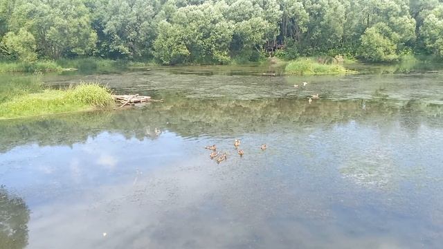 VID 20240611 123321 Сынково Река Рогожка смотреть онлайн