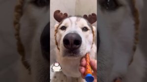 ухаживают за собачкой