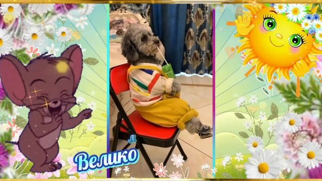 УЛЫБНИСЬ 😂 ВЕСЁЛОЕ И МИЛОЕ ВИДЕО ДЛЯ НАСТРОЕНИЯ! 💫💖🎶 #музыкальныйприветик #музыкальнаяоткрытка