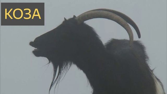 Коза (Мистическая история)