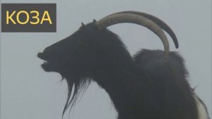 Коза (Мистическая история)