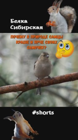 Почему самки не такие яркие, как самцы