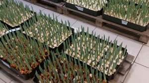 Раствор для выгонки тюльпана ЕСИ PН.