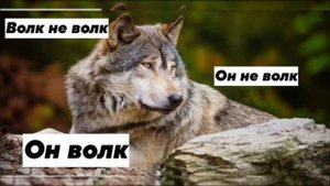 Мемы про волков!!! АУФ