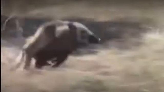 Обезьяны убегают на кабане