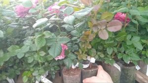 В предверии отправки заказов..Обзор первой теплицы.