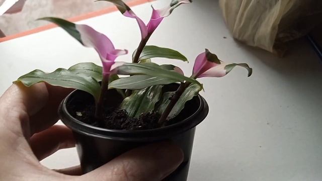 СЕКРЕТ в уходе ,,Застенчивой невесты,,традесканция смотреть онлайн