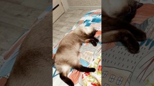 😂#смешная кошка 🐱Ладушка‼️ #смешныекоты #котики #прикольныекоты #видосыоткота
