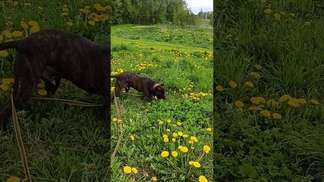 rutube.ru
