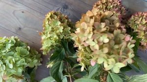 Круглый год с гортензиями. Гортензии сухоцветы.