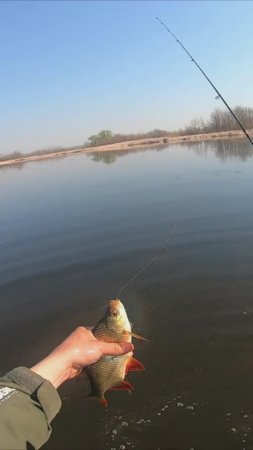 КРАСНОПЁРКА/ЛОВЛЯ НА МОРМЫШИНГ/УЛЬТРОЛАЙТ СПИННИНГ/РЕКА ВОЛГА/ВАСИЛЬЕВСКИЕ ОСТРОВА/РЫБАЛКА В САМАРЕ