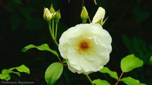 Розы. Видео  для Расслабления и Вдохновения. Релаксаци