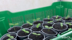 🟣МАЛЕНЬКАЯ ЖЕНЩИНА 👩 ОДНА САЖАЕТ КАРТОФЕЛЬ 🥔🟢ПИТОМНИК 🌱СТАРТ ПРОДАЖ РАССАДЫ