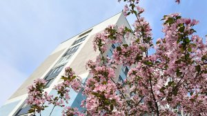 Цветущий Академический! По всему району зацвели яблони, черемуха и сирень