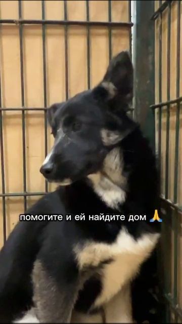 #счастливыйбилет#тюменскаяобласть#янао#собаки#приют#животные#любовь#хочудомой#жду