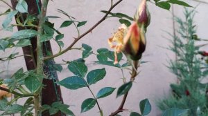 "розы" 21.05.2024г. Днепр Украина - роза Bridge of Sighs - первое цве