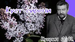 Куст сирени/Куприн А.И./рассказы о любви.