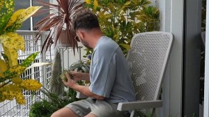 АTМОСФЕРНЫЕ ТИЛЛАНДСИИ на балконе