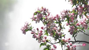 "Новости Тольятти" 20.05.2025