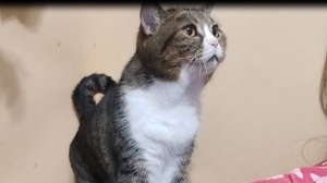 Кот. Ну покорми меня 🙏, ну имей совесть 🙏, а то обижусь и съем ухо