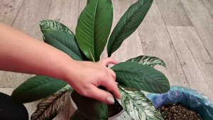 Спатифилум сенсация ,,Канифоль,, пересадка