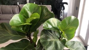 Фикус Лирата месяц после обрезки. Результаты и планы н