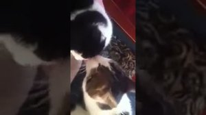 Best cats!!!Funny cats!!!Video about funny cats!!!Лучшие приколы о котах!