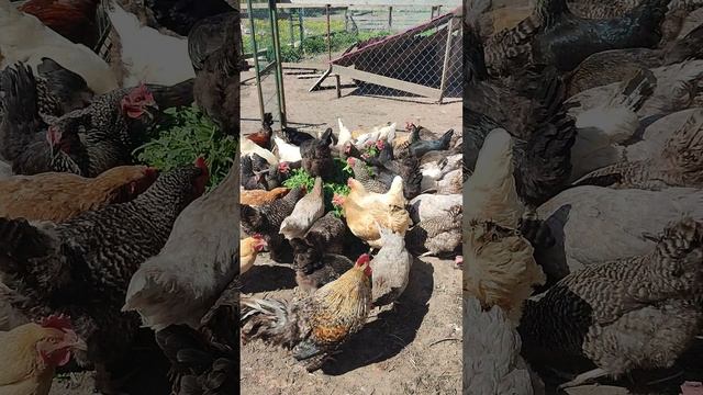 Зеленуха для моих курочек🐔