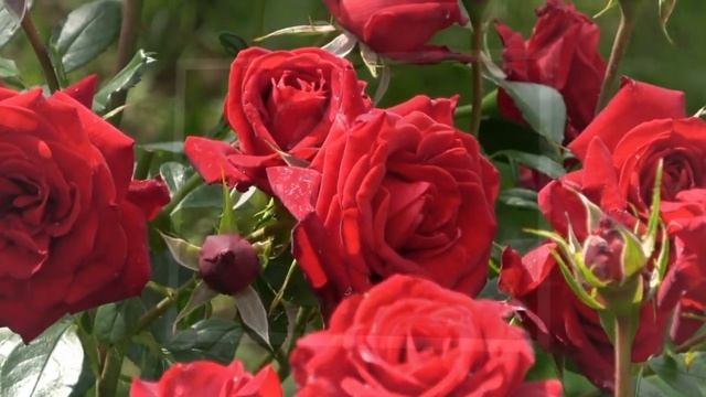 Роза на ветру 'стихи Людмила Бабкина, смотреть онлайн