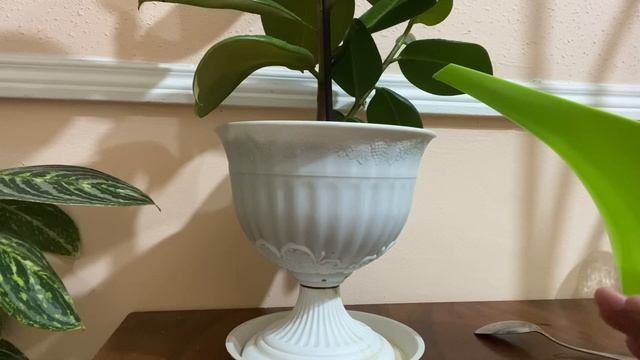 Лечим желтение листьев Фикуса смотреть онлайн