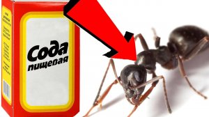 Как избавиться от муравьёв За 3 Секунды.