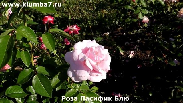 Розы Новинки - успехи роз первогодок! Оригинальные сор смотреть онлайн